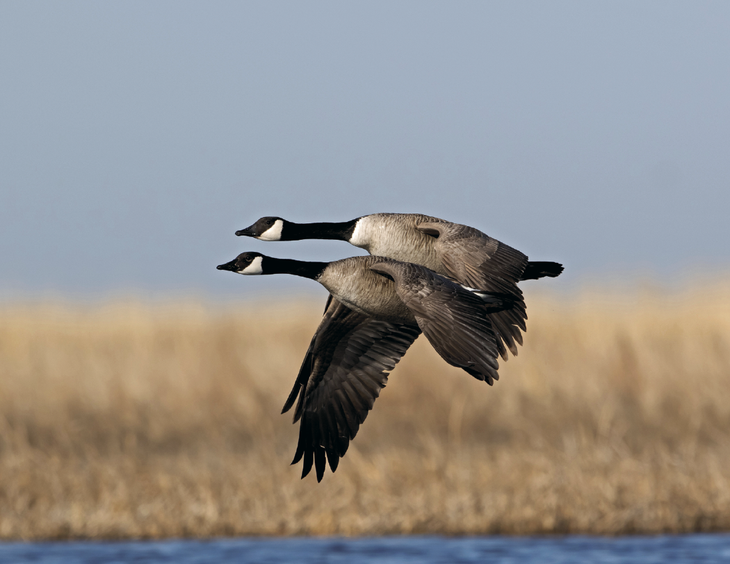Good Value™ Waterfowl - Stapled Calendar 33