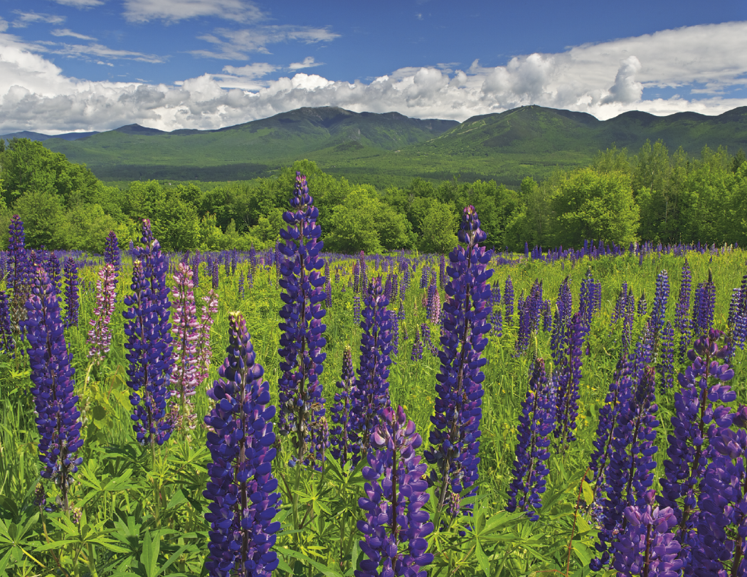 HotLine® Products New England Appointment Calendar - Spiral 46
