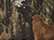 12" Licensed Camo Cuffed Beanie - LCB12 3