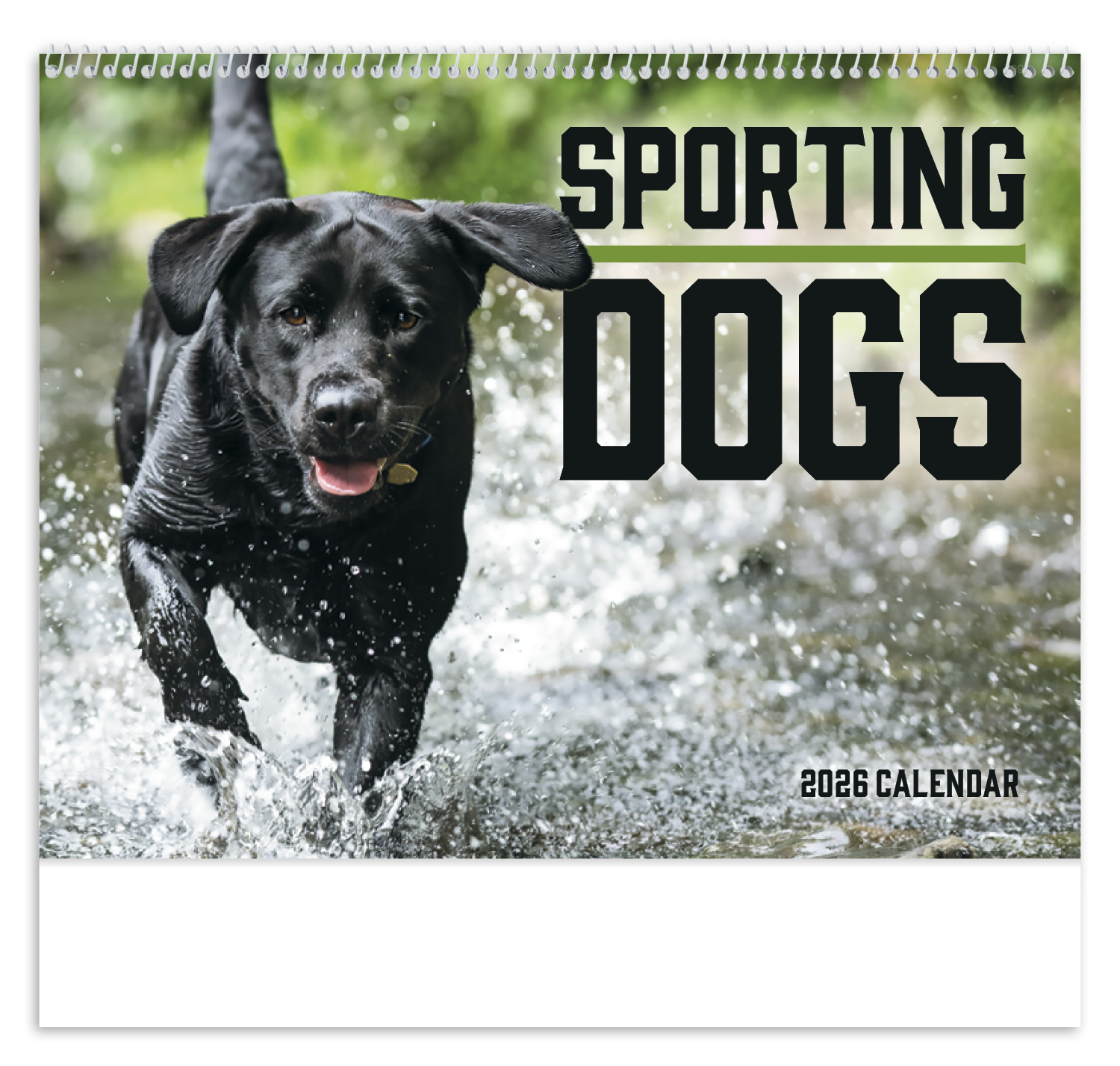 Good Value™ Sporting Dogs - Spiral Calendar 2
