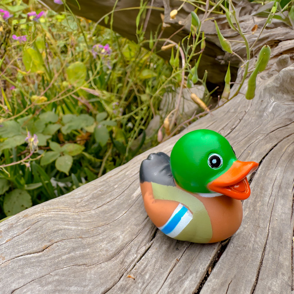Mini Mallard Duck 6