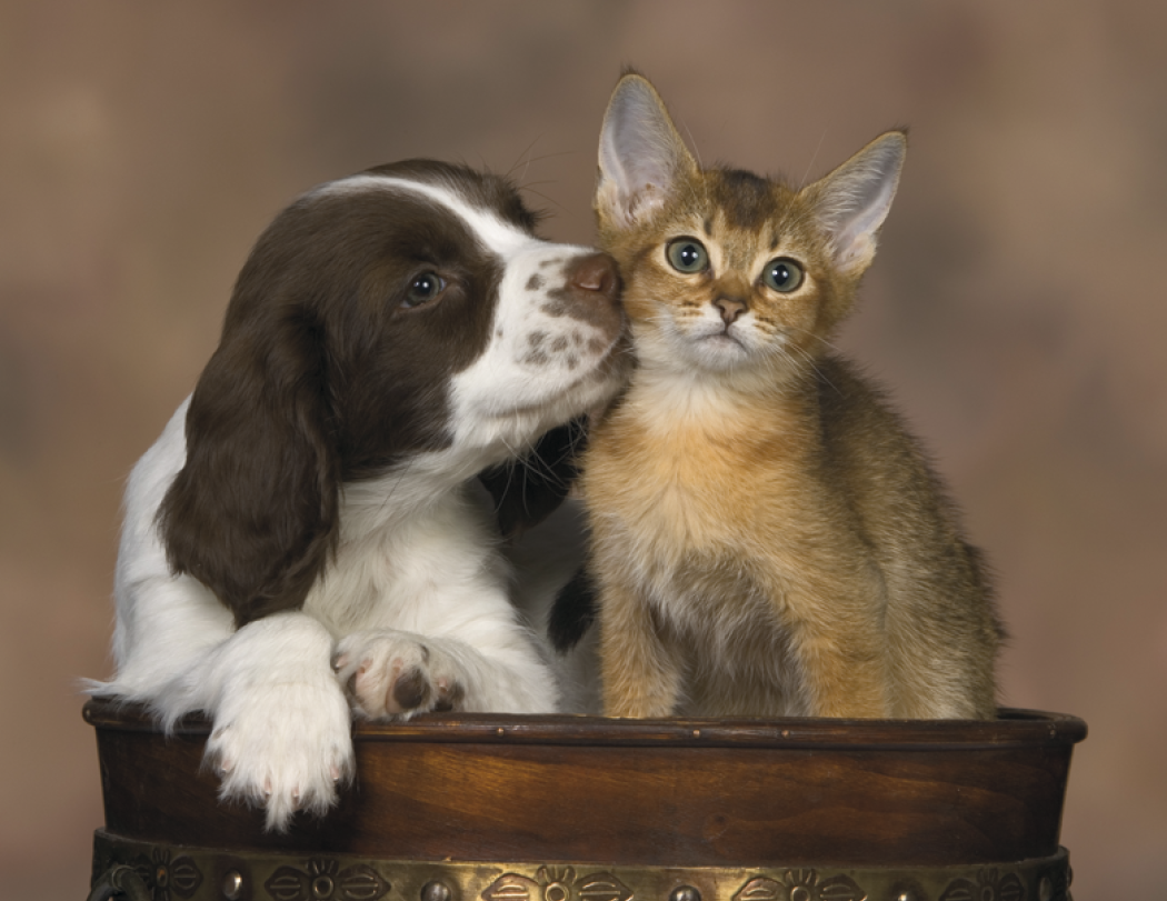 Good Value™ Puppies & Kittens - Spiral Calendar 49