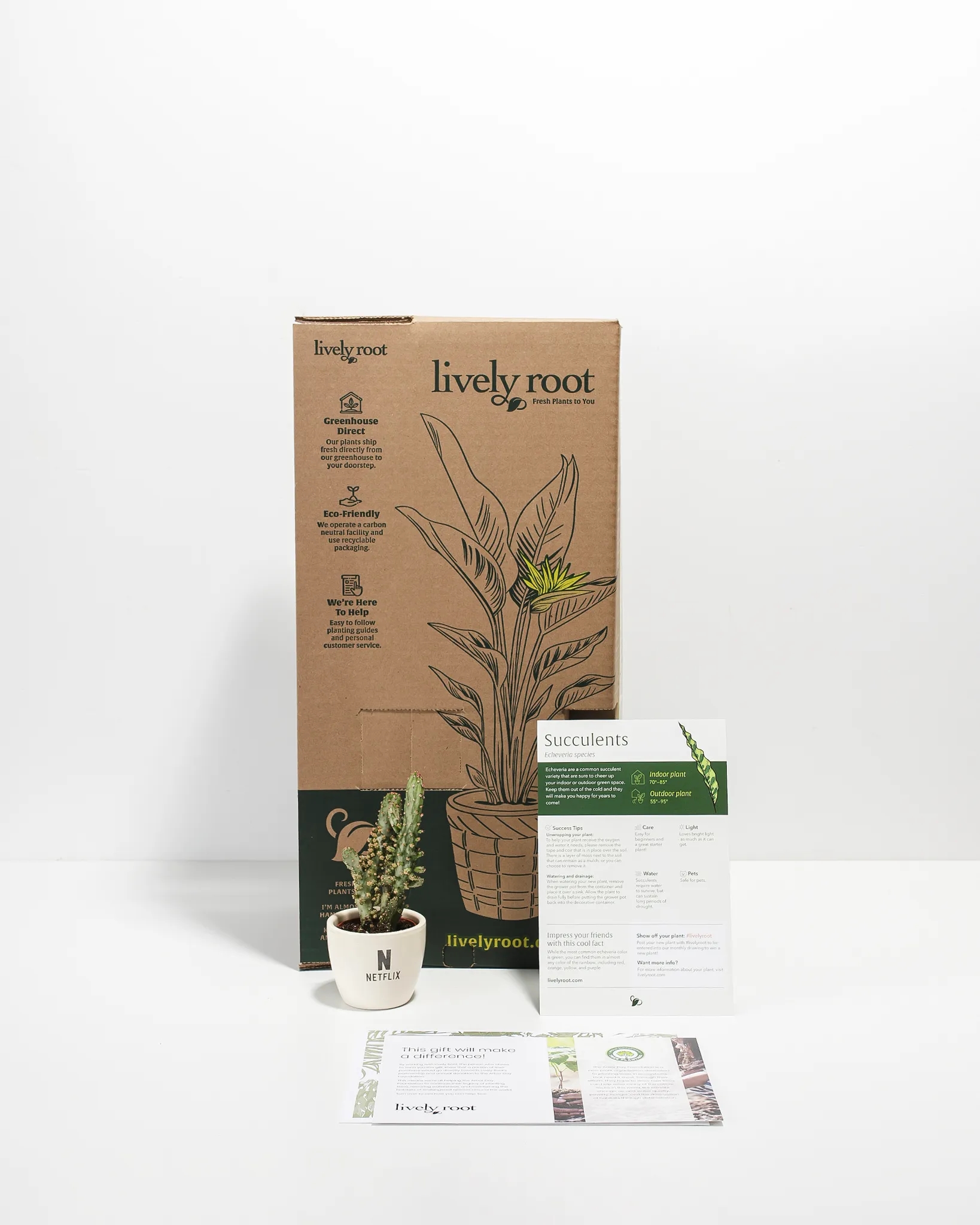 Petite Assorted Succulent Plant Kit