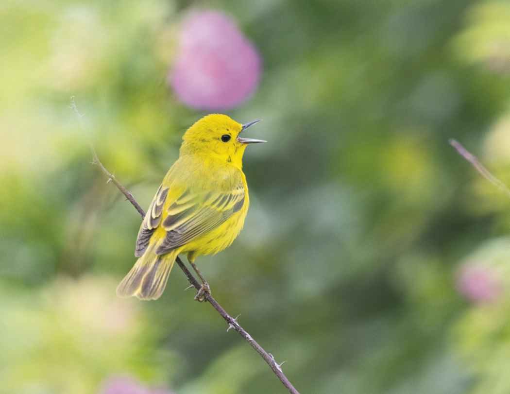Good Value™ Birds of North America - Spiral Calendar 48