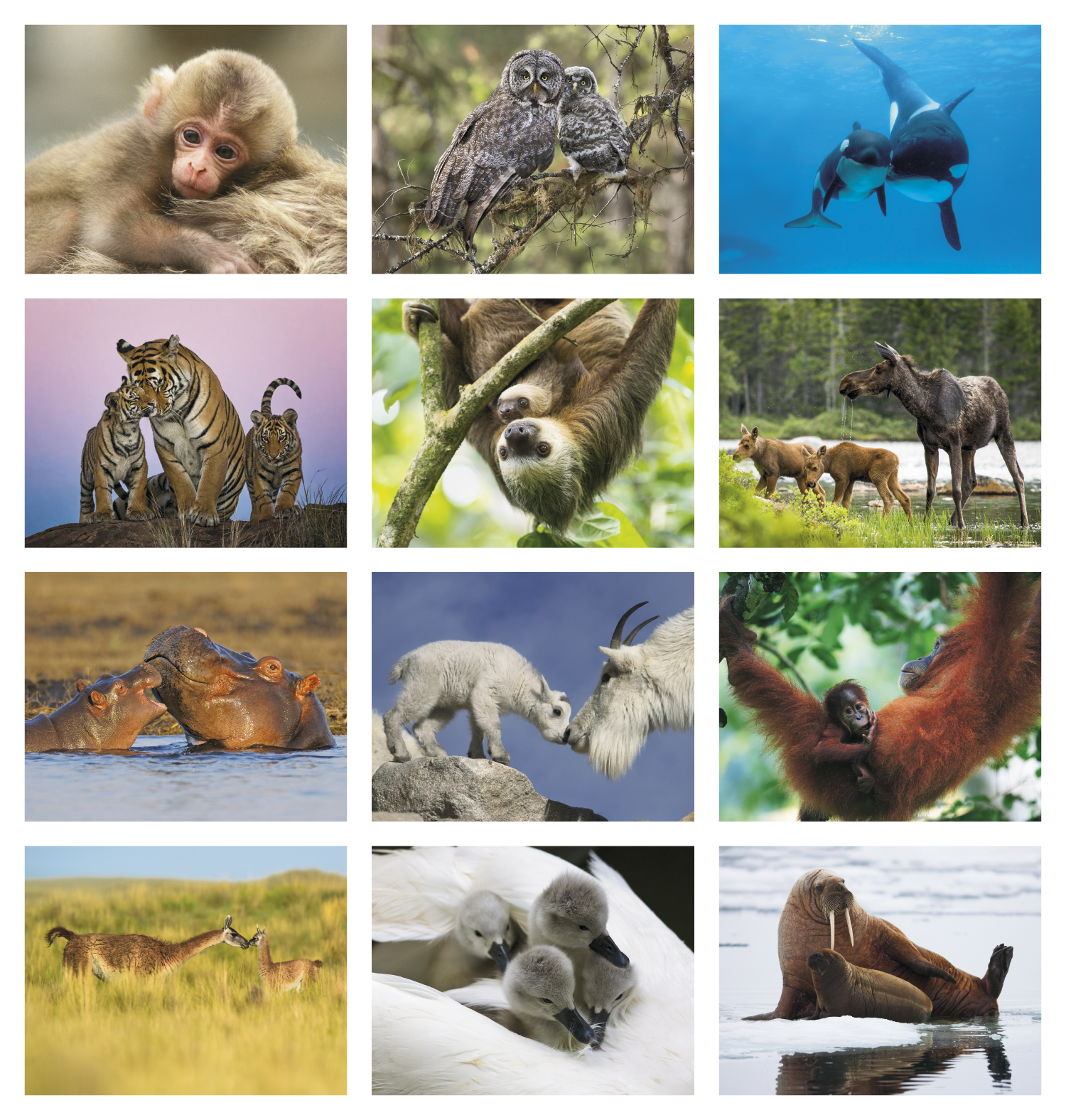 HotLine® Products Animal Babies Appointment Calendar - Stapled 35