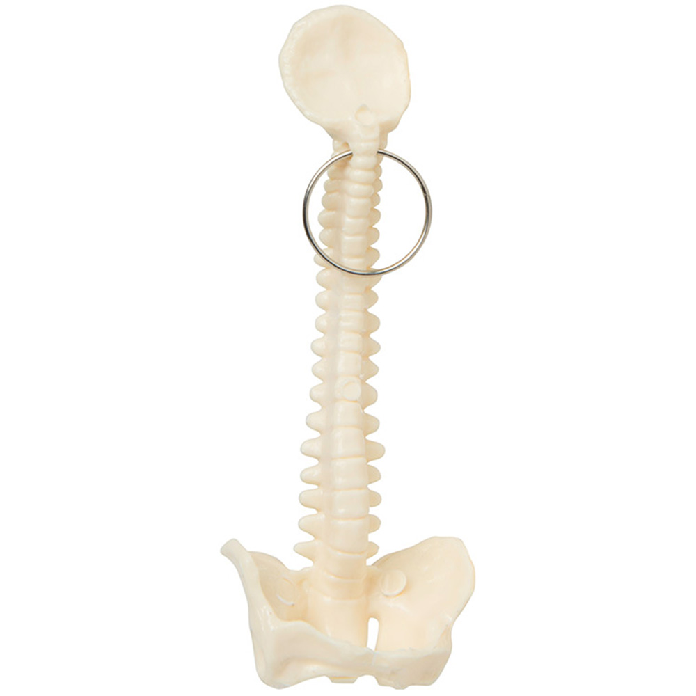 Spine and Pelvis Bone Keyring 1