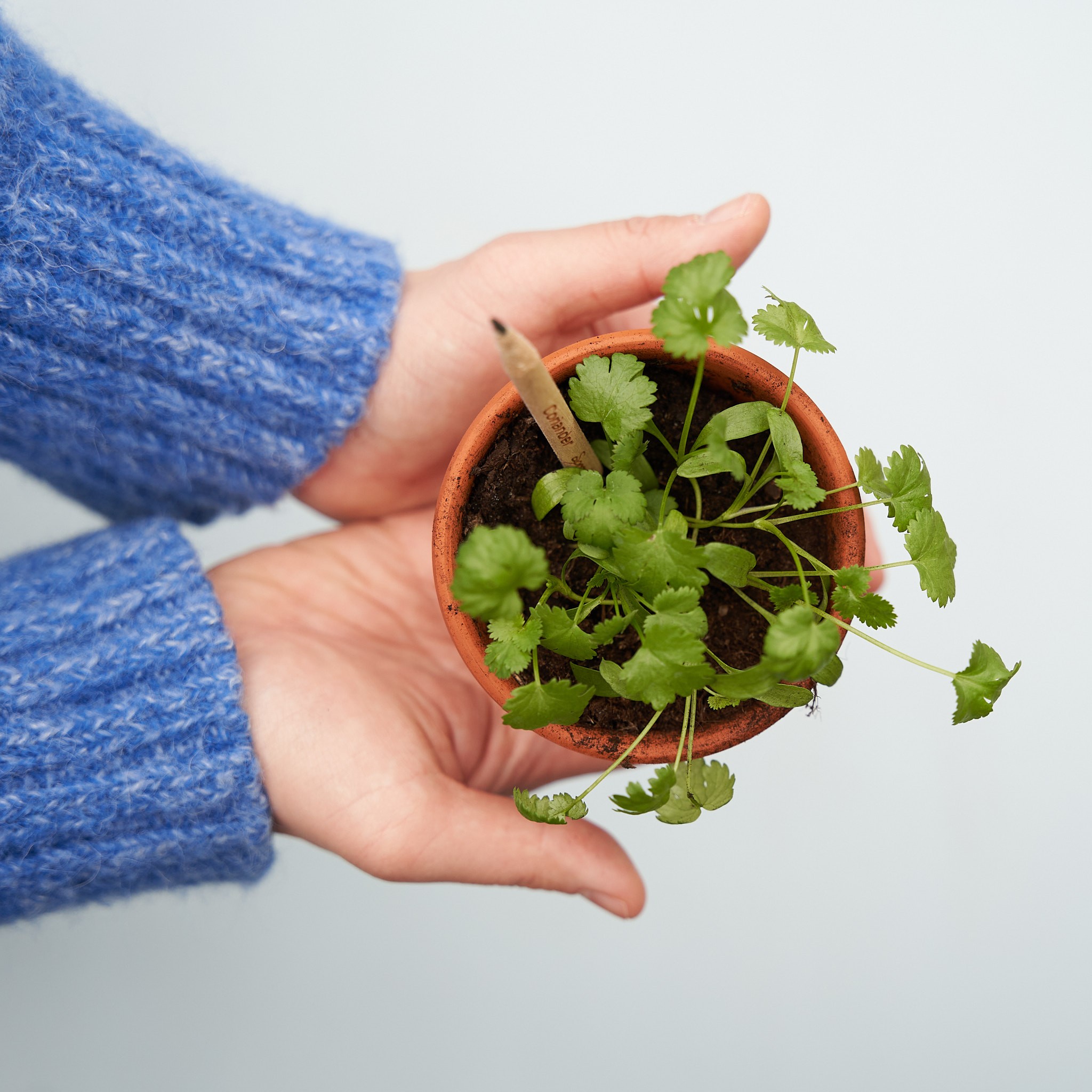 SproutWorld™ Pencil 18