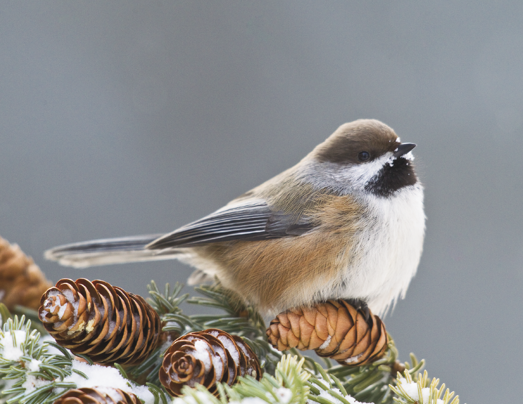 Good Value™ Birds of North America - Spiral Calendar 17
