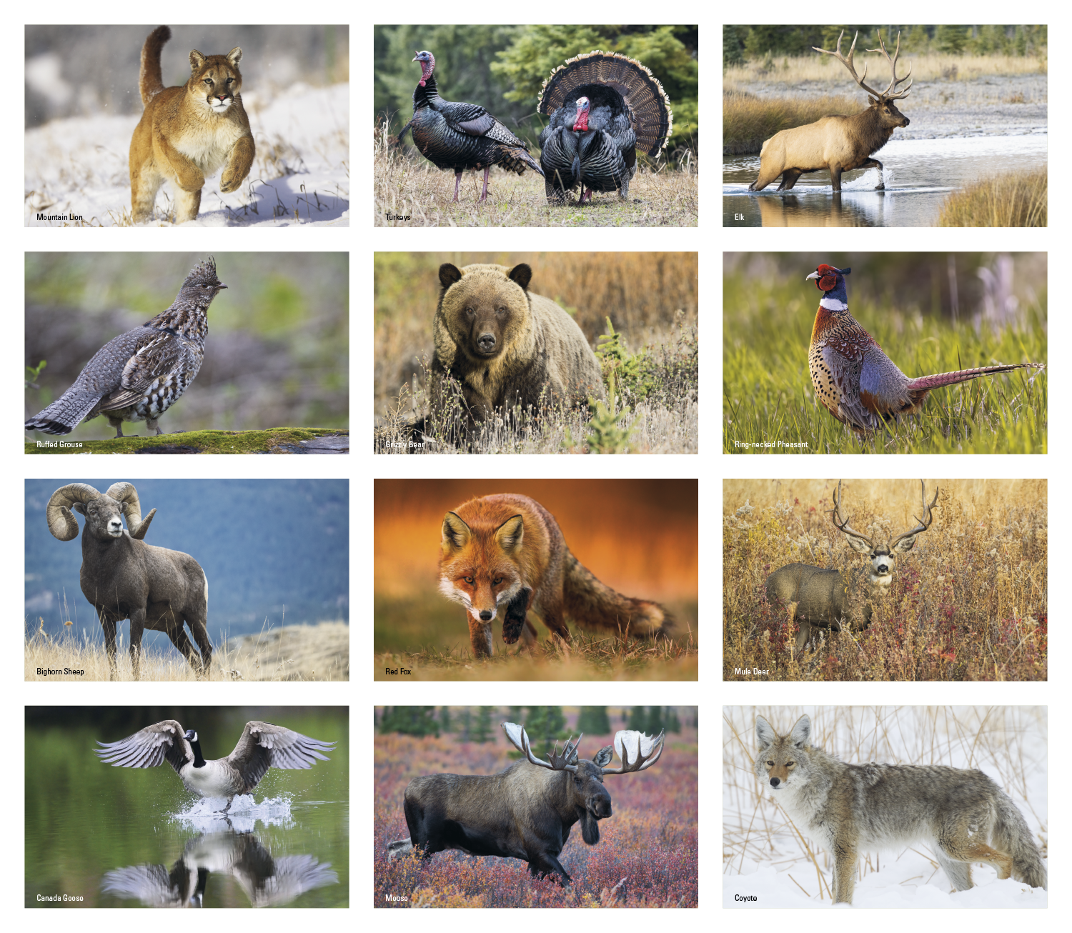 Press-N-Stick Sportsmen Calendar