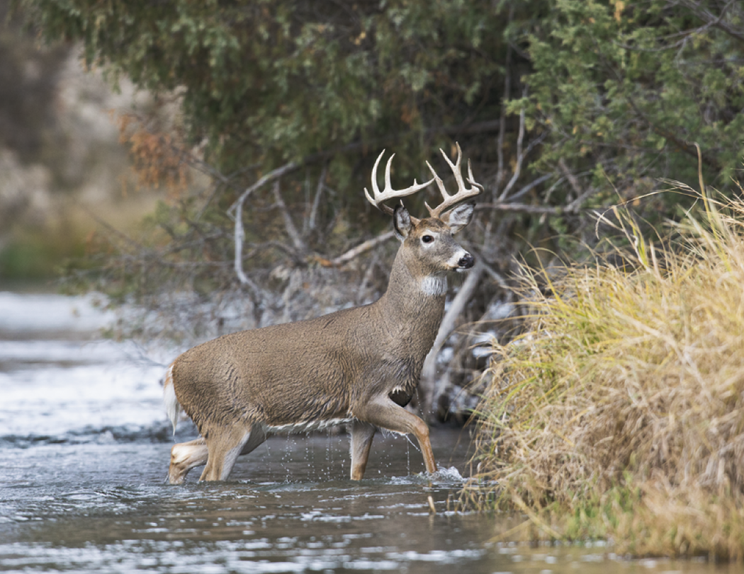 HotLine® Products Trophy Whitetail Deer Appointment Calendar - Stapled 31