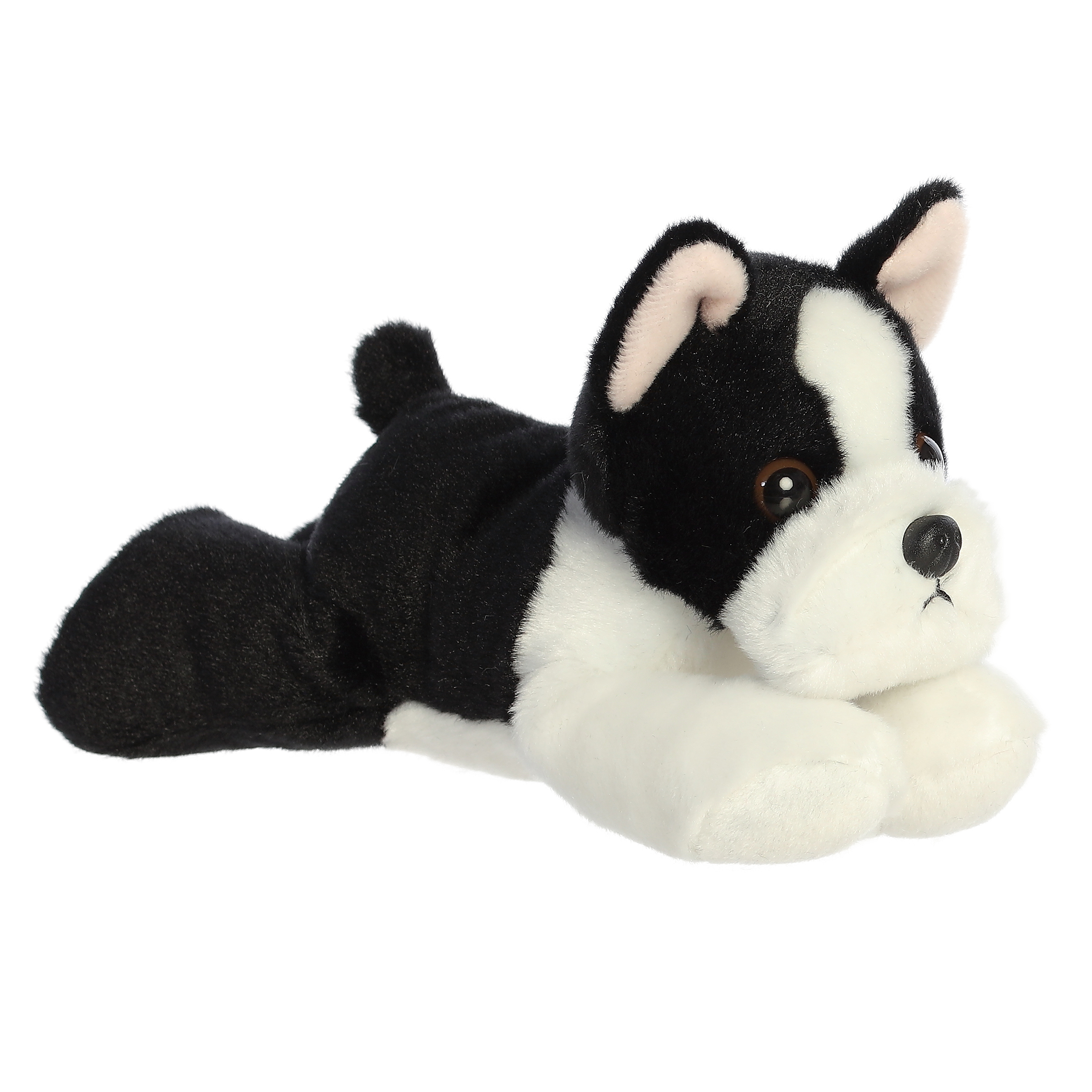 8" Boston Terrier 1