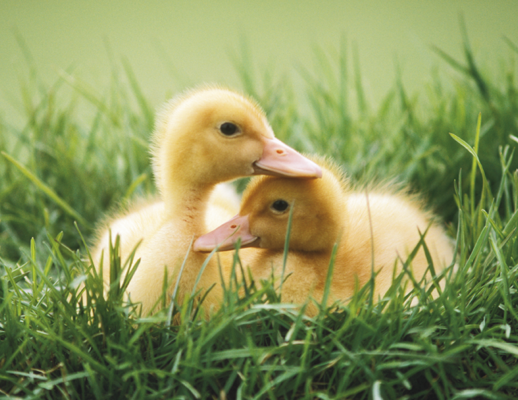 Good Value™ Baby Farm Animals - Stapled Calendar 67