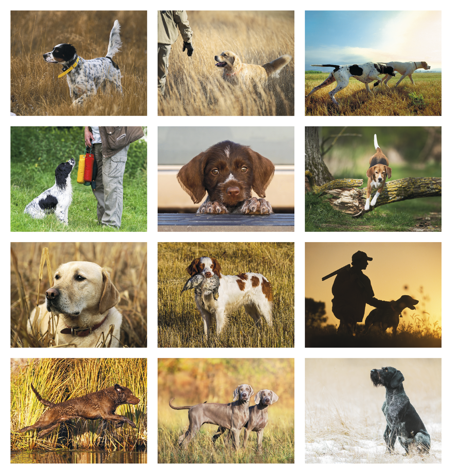 Good Value™ Sporting Dogs - Stapled Calendar 52