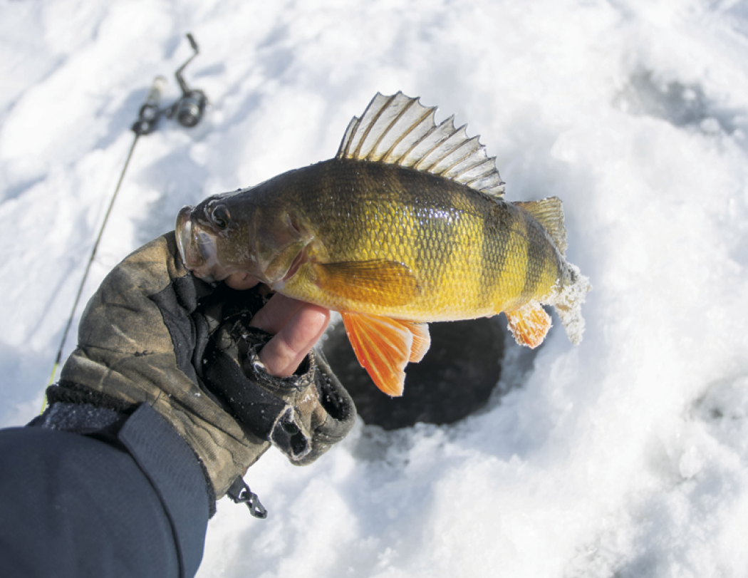 Good Value™ Fishing - Stapled Calendar 52