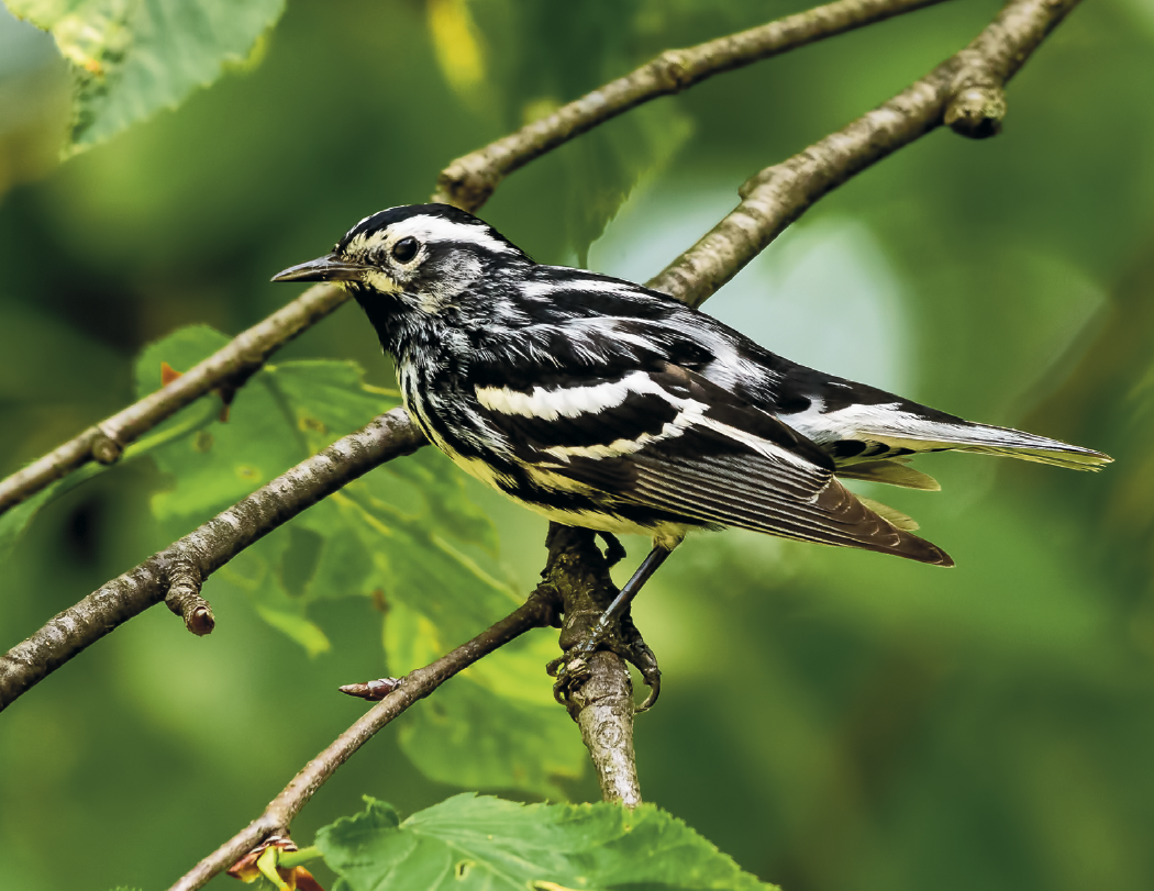 HotLine® Products Songbirds Appointment Calendar - Stapled 60