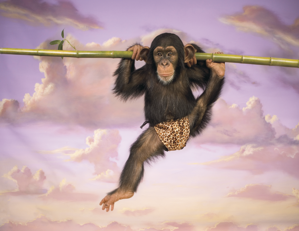 Good Value™ Monkey Mischief - Spiral Calendar 23
