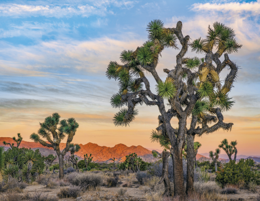 HotLine® Products California Appointment Calendar - Stapled 5