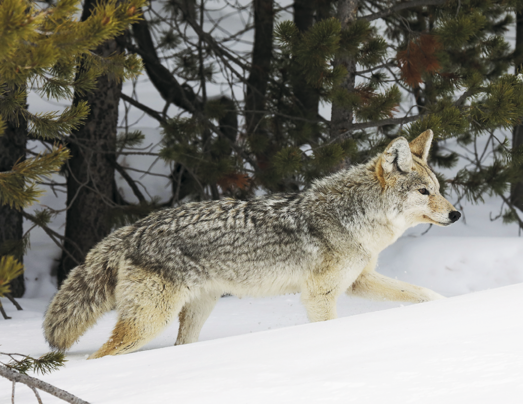 Triumph® Calendars North American Wildlife Calendar 65