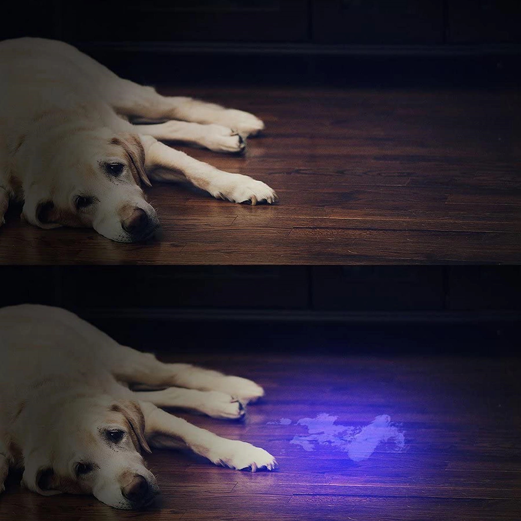 51 LED Flash Light Pet Urine Detector 4