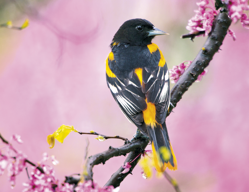 Triumph® Calendars Birds Calendar 3