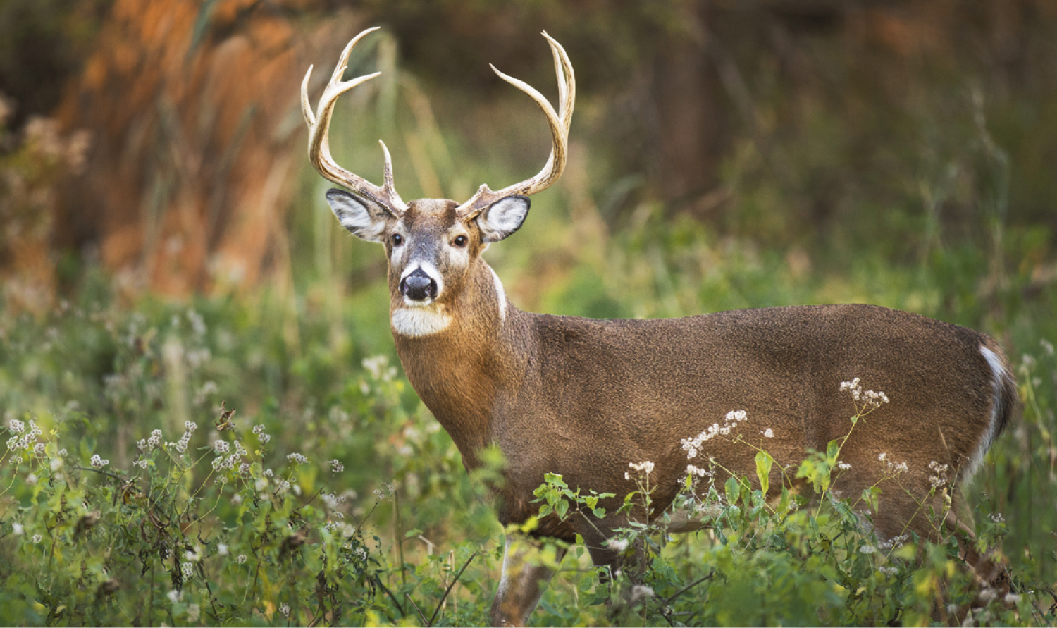 Triumph® Calendars Single Pocket Calendar 43