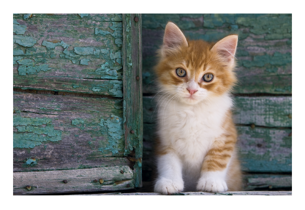 Triumph® Calendars Puppies & Kittens Pocket Calendar 36