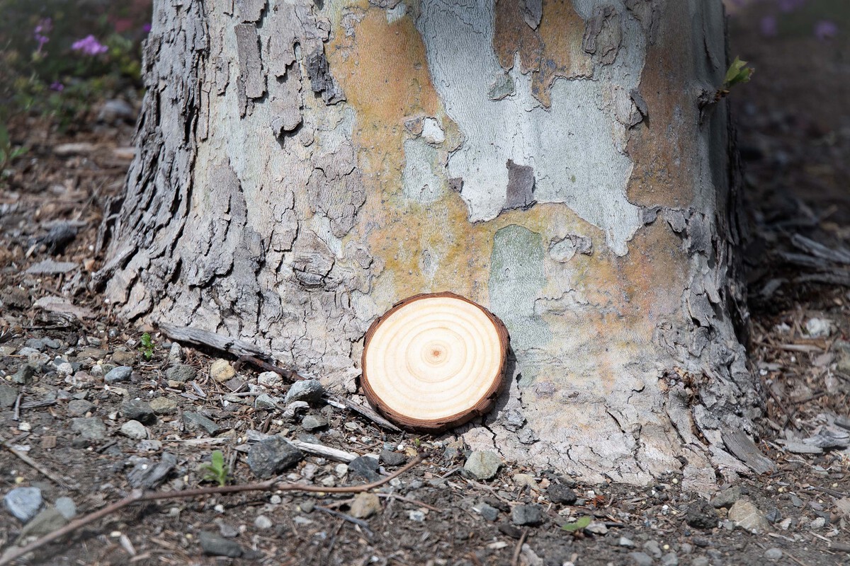 Natural Wooden Coaster 15