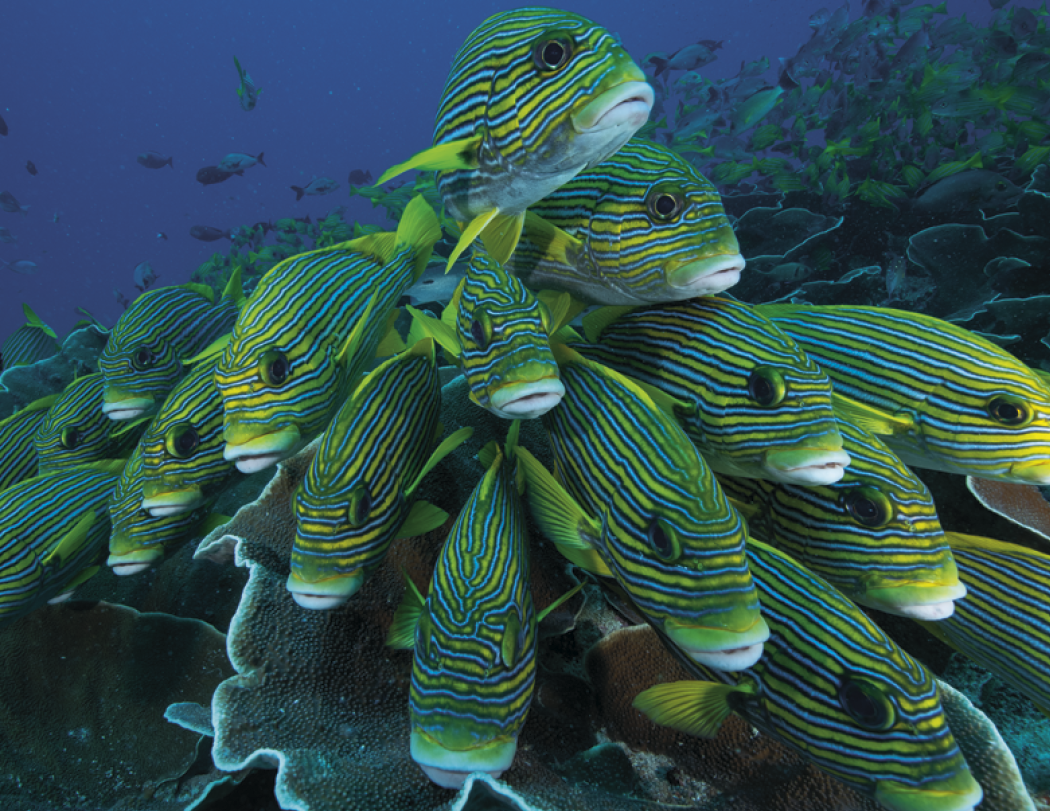 Good Value™ Ocean Glory - Stapled Calendar 42