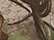 Licensed Camo Cap - LC10 44