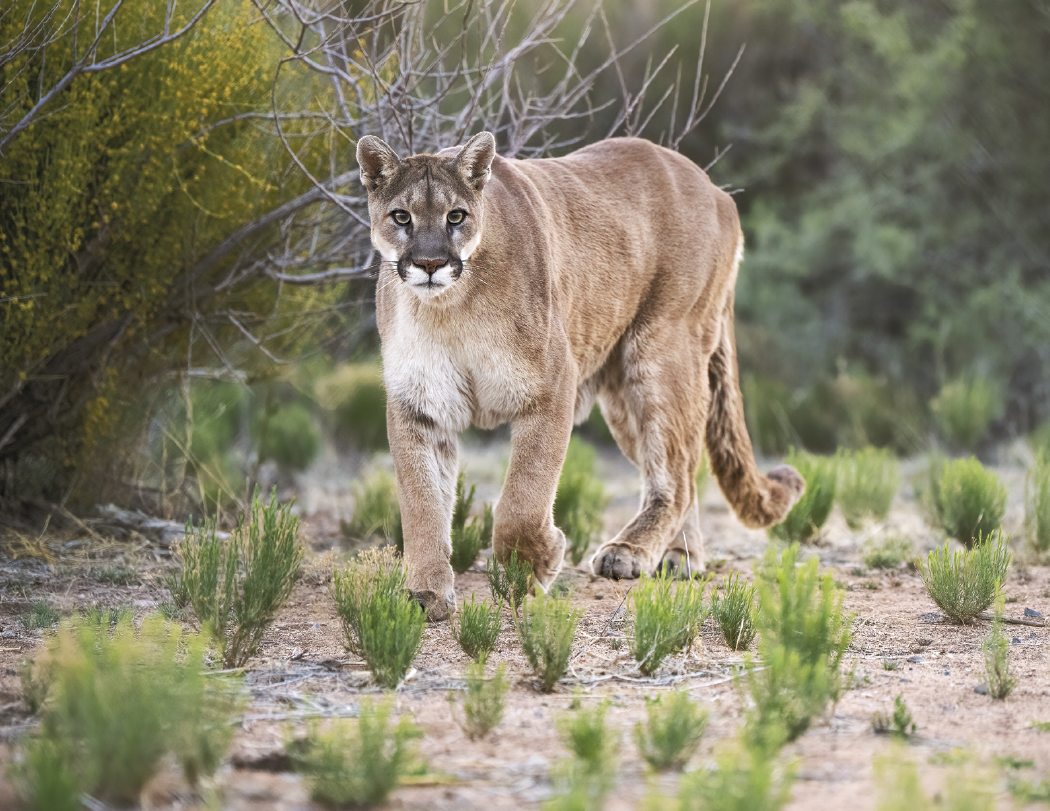 Triumph® Calendars North American Wildlife Calendar 70