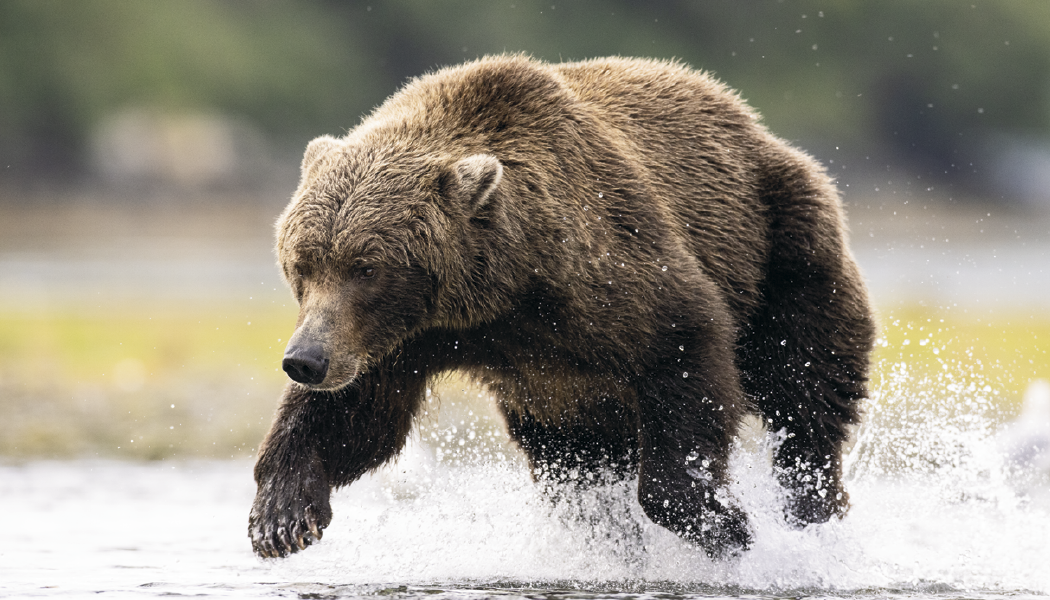 Triumph® Calendars North American Wildlife Calendar 11