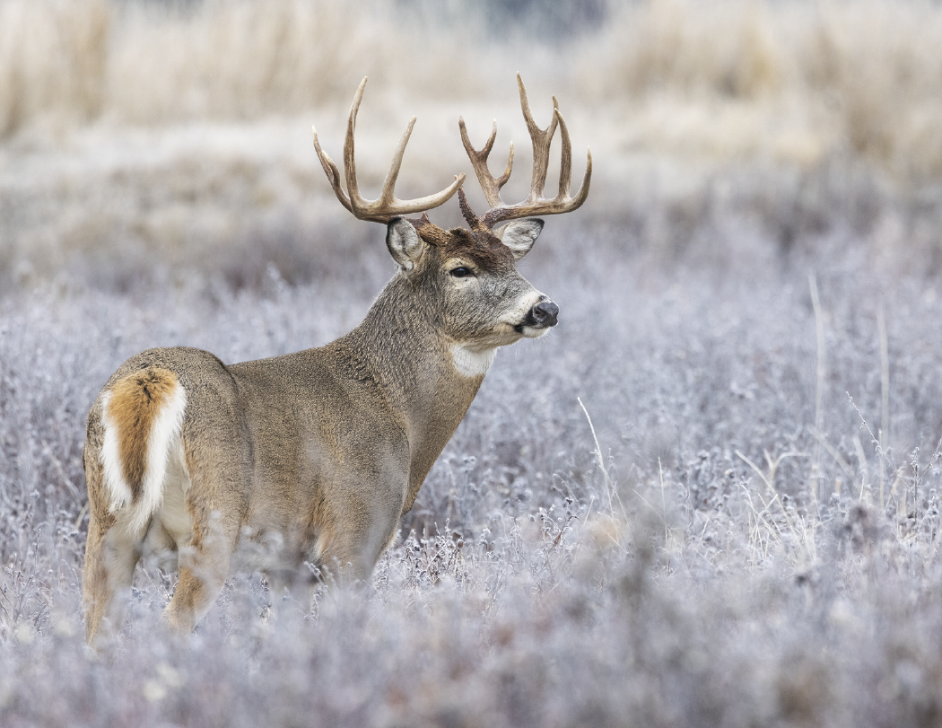 HotLine® Products Trophy Whitetail Deer Appointment Calendar - Stapled 10