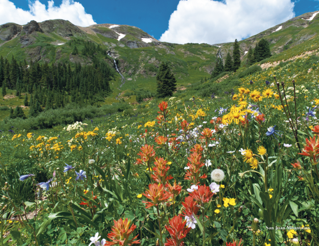 HotLine® Products Colorado Collection 31