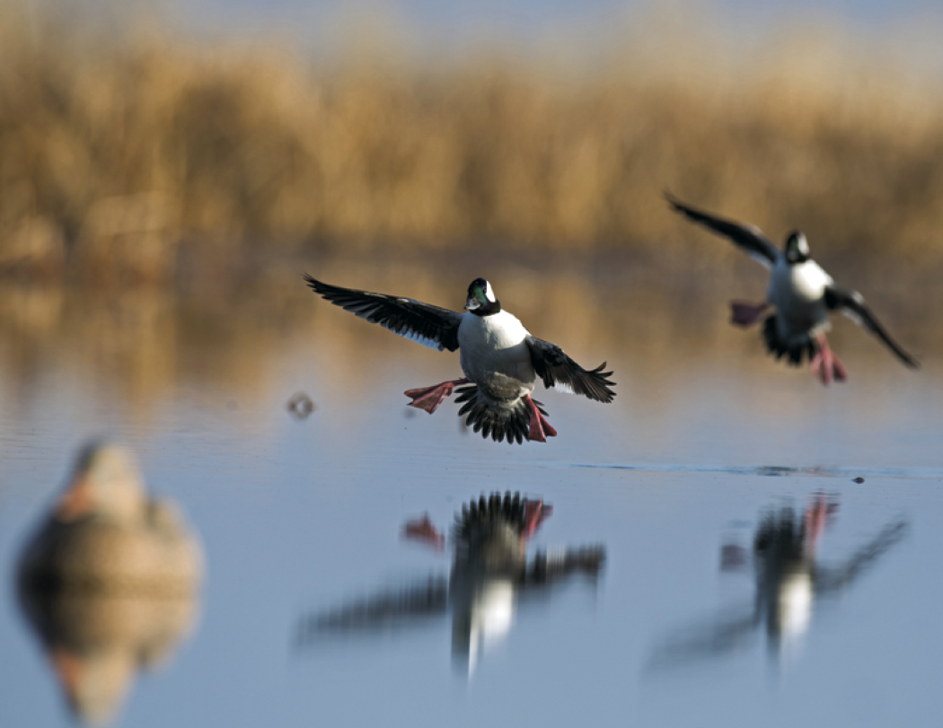 Good Value™ Waterfowl - Stapled Calendar 13