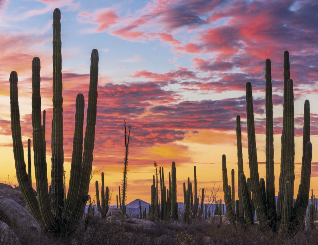 Good Value™ Mexico - Spiral Calendar 6