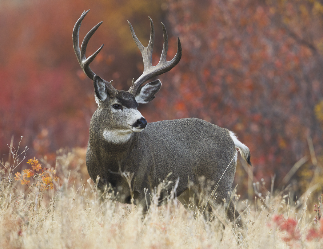 HotLine® Products Wildlife Appointment Calendar - Stapled 39