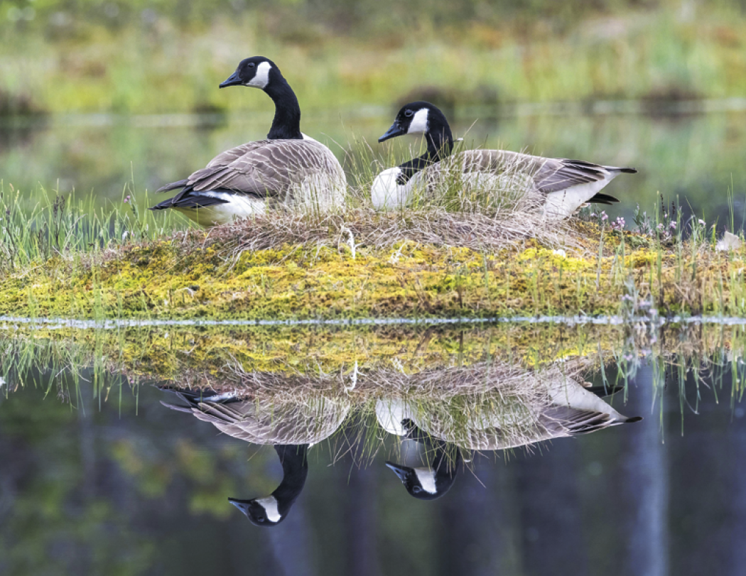 Good Value™ Waterfowl - Stapled Calendar 52