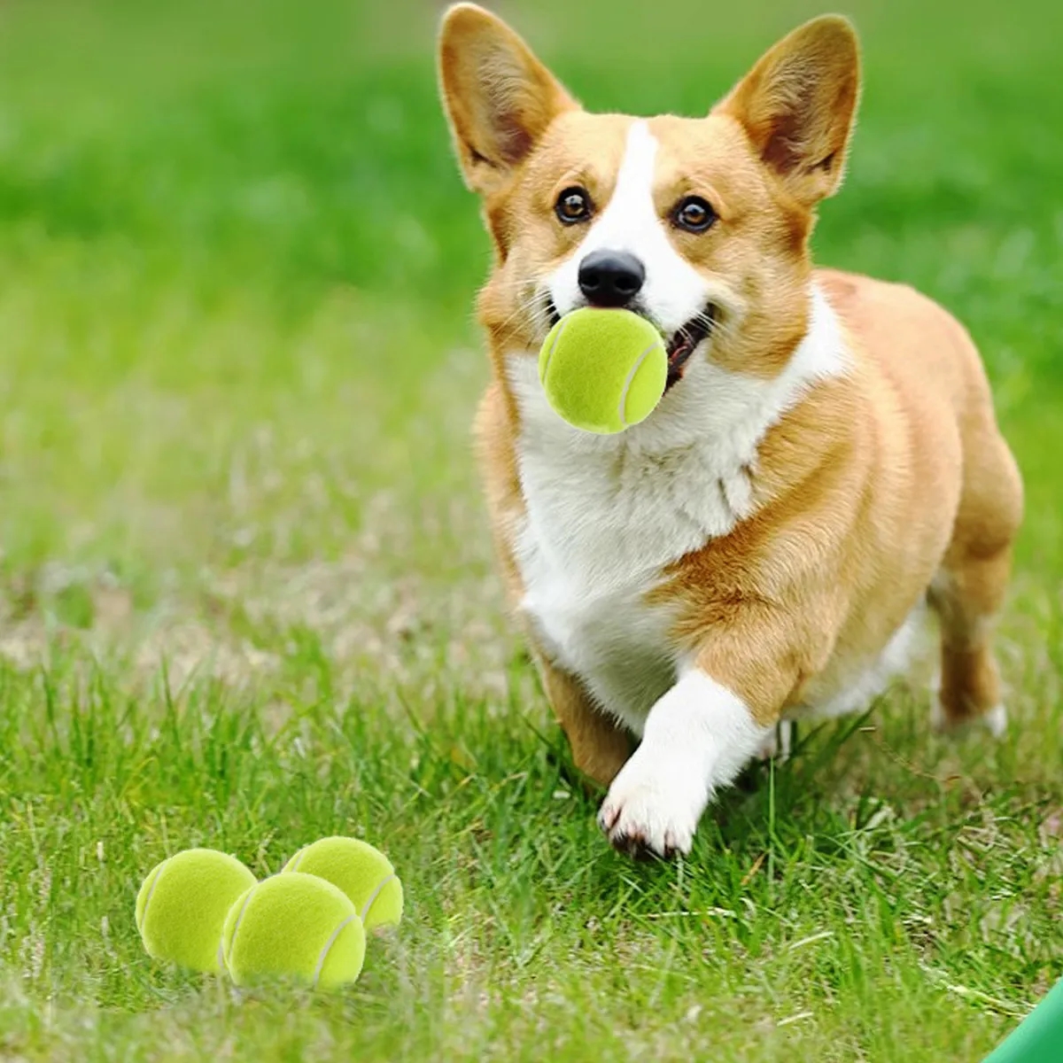 Squeak Dog Toy Tennis Ball Pet Clinic Advertising Favors 4