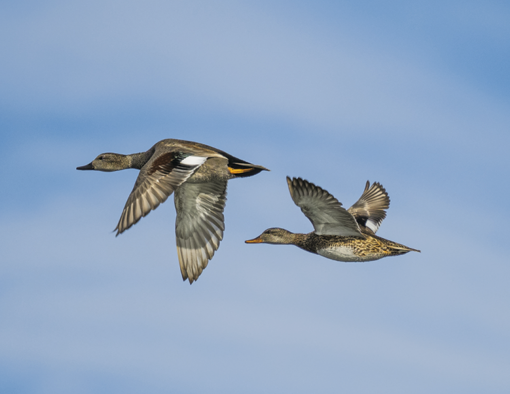 Good Value™ Waterfowl - Stapled Calendar 40