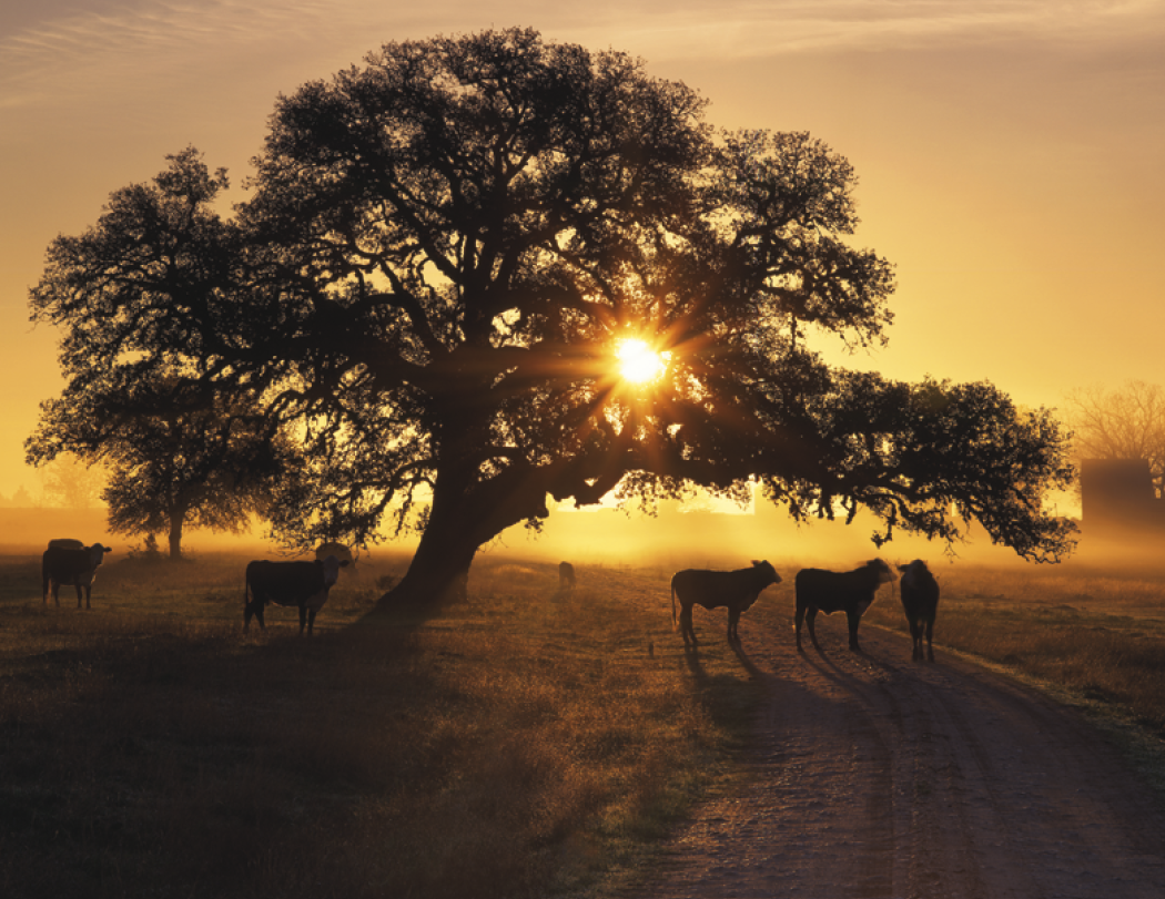 Triumph® Calendars Texas Calendar 36