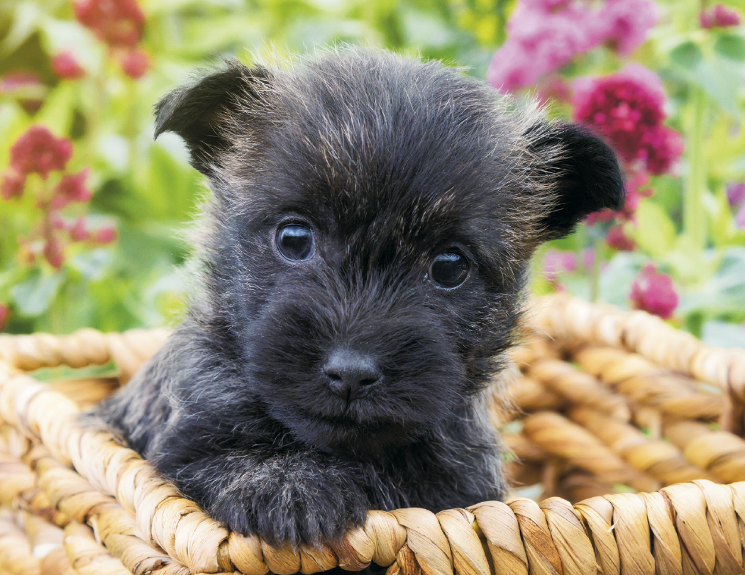 Triumph® Calendars Puppies Calendar 36
