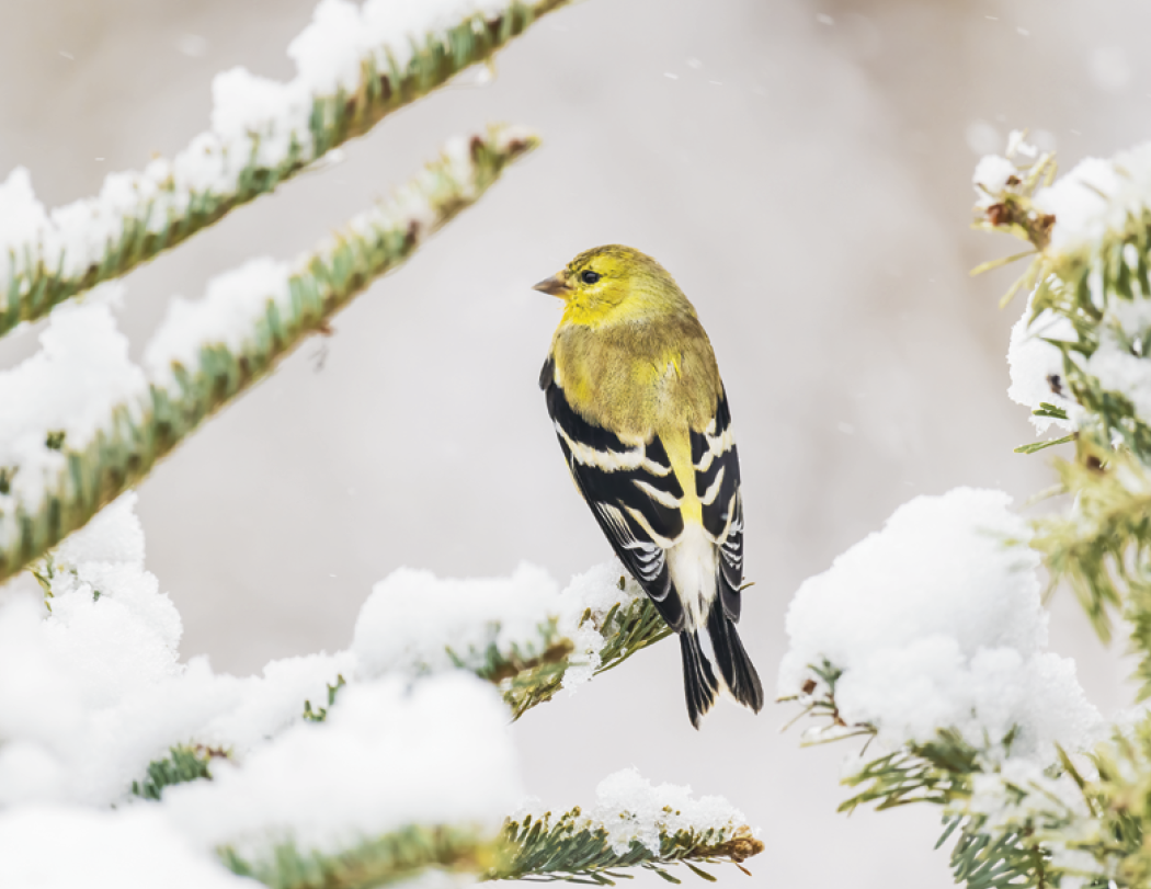 Good Value™ Birds of North America - Spiral Calendar 28