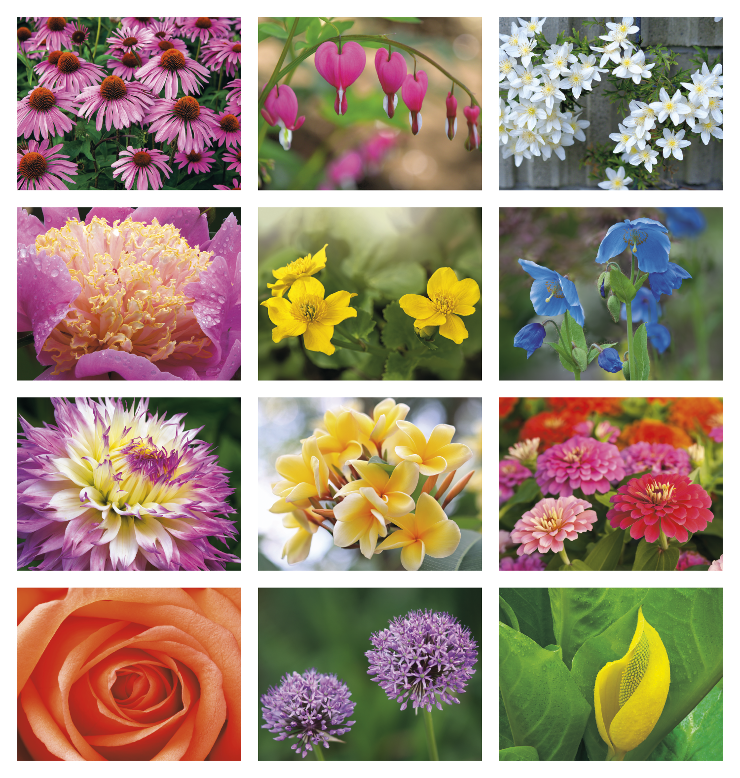 Good Value™ Flowers - Stapled Calendar 36