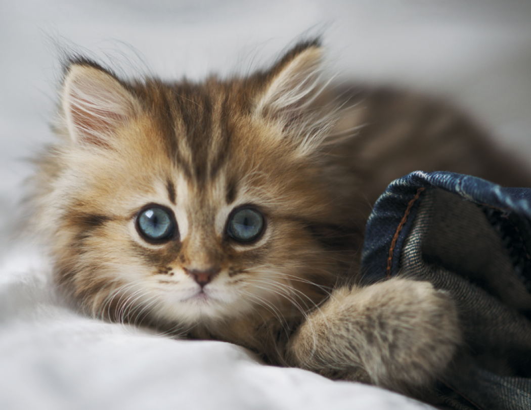 HotLine® Products Four Paws Appointment Calendar - Spiral 42