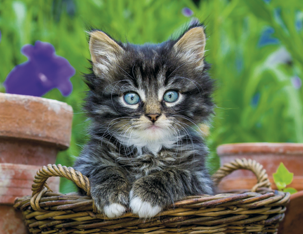 Good Value™ Puppies & Kittens - Spiral Calendar 17