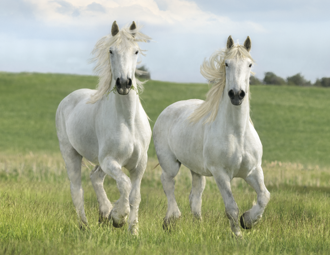 Triumph® Calendars Horses Calendar 28