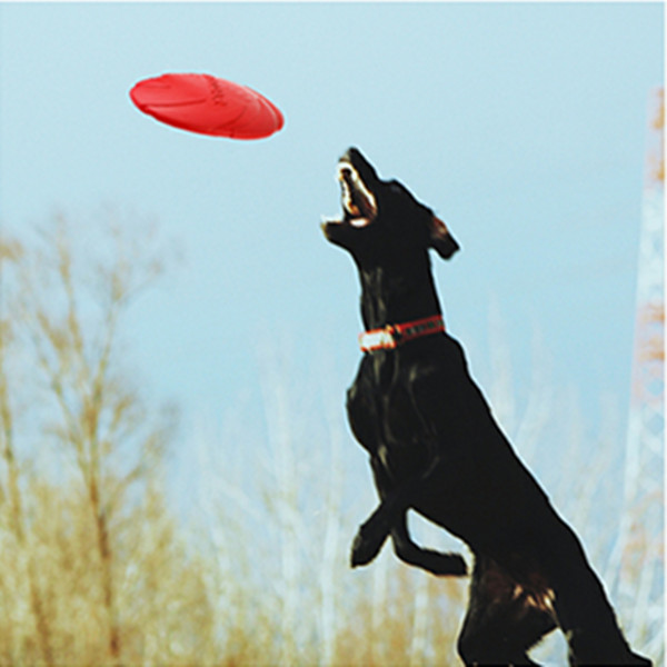 8.6" Large Dog Flying Disc 3