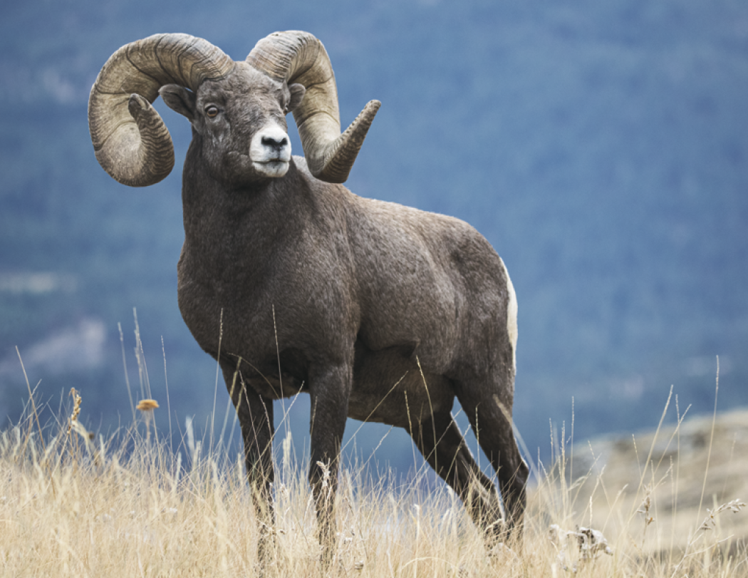 Good Value™ Wildlife Portraits - Window Calendar 57