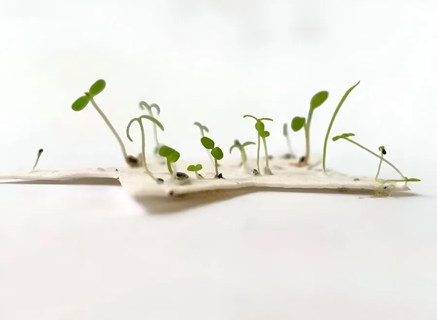Environmentally Friendly Seed Notecards 10