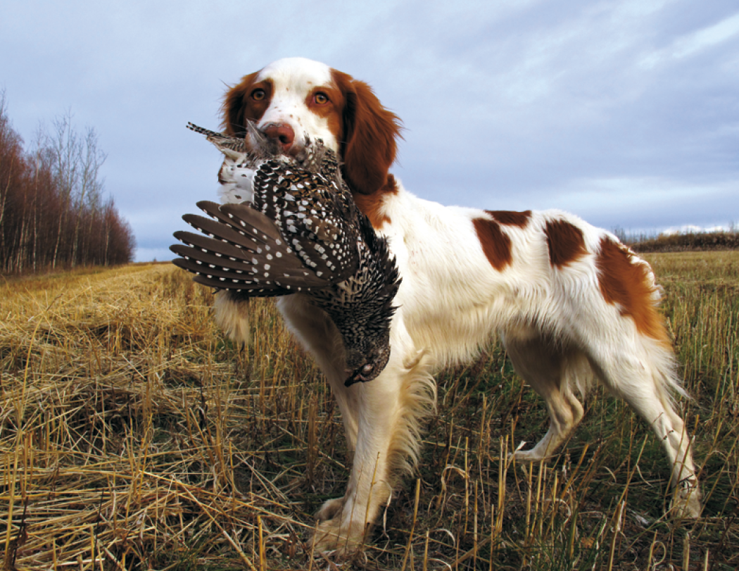 Good Value™ Sporting Dogs - Stapled Calendar 36